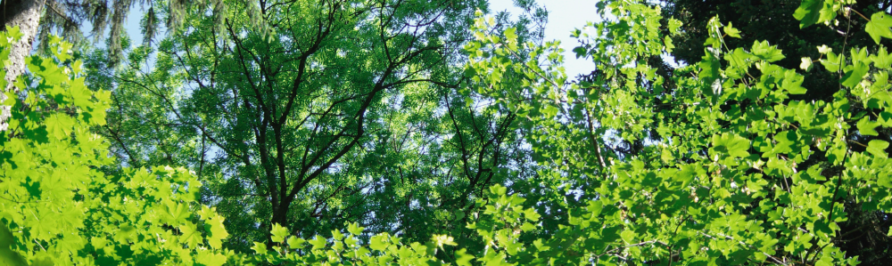 Forstbetrieb Baumpatenschaften