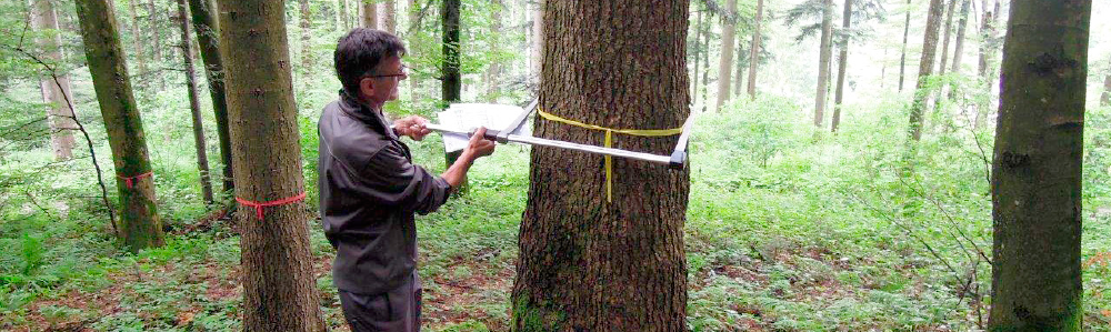 Forstbetrieb Waldpflegesponsoring