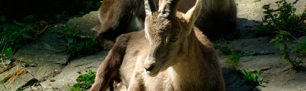 Wildpark Peter und Paul